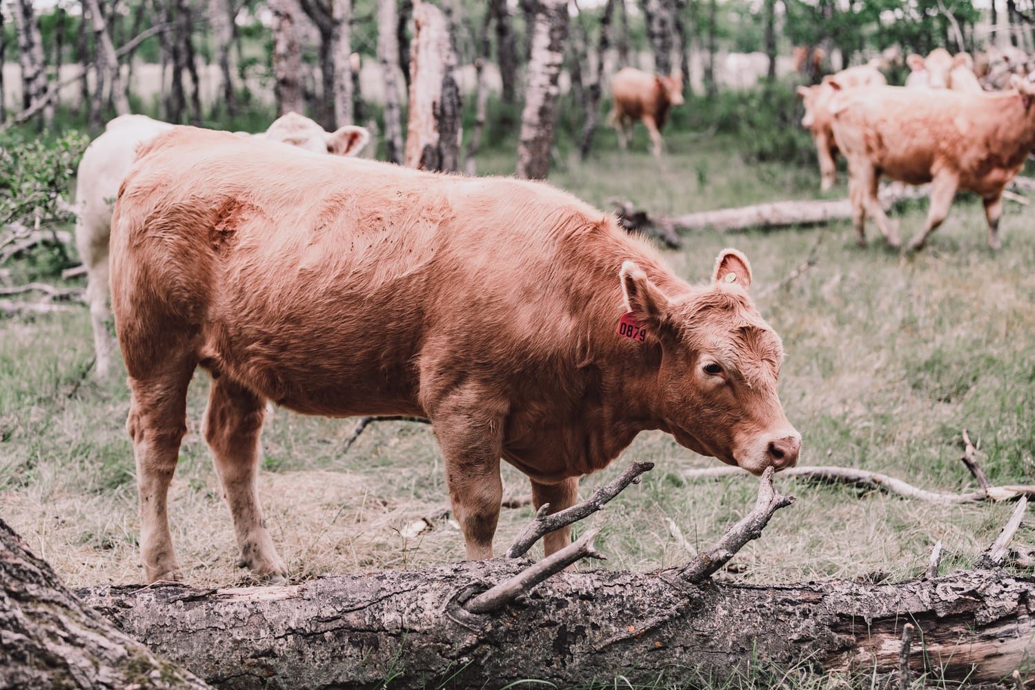Charolais cross cattle carrying the Lazy T brand on open pasture