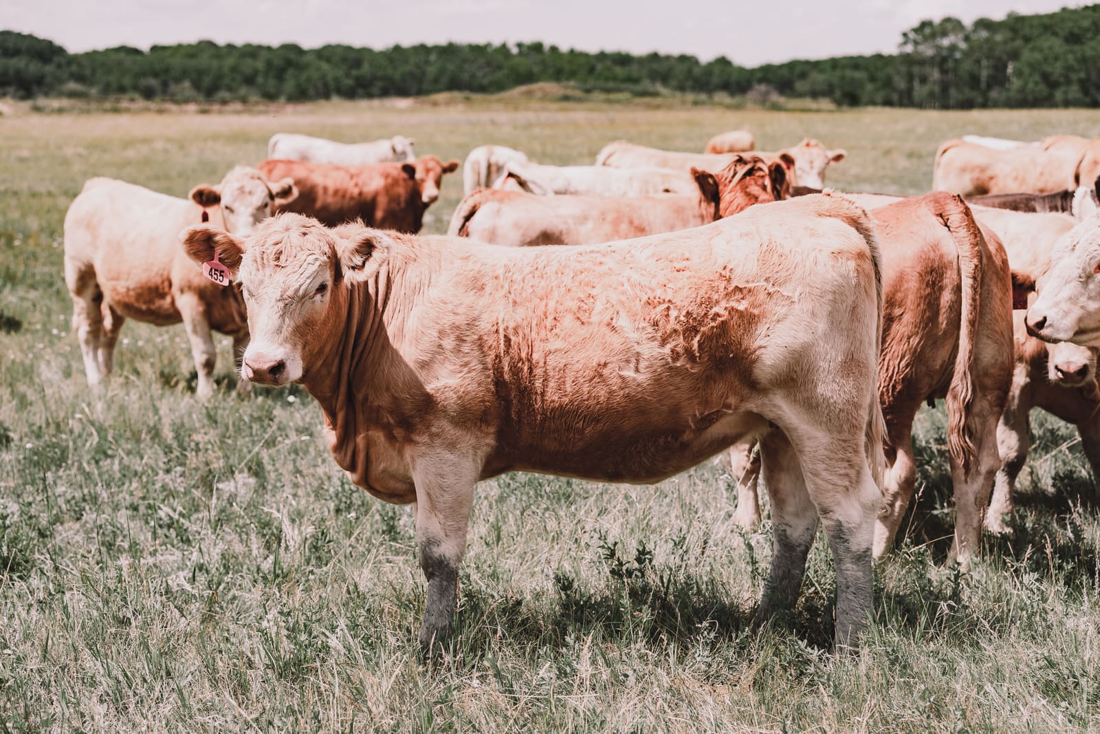 A uniform sorted group of Charolais cross cattle on spring pasture at Lazy T Ranch