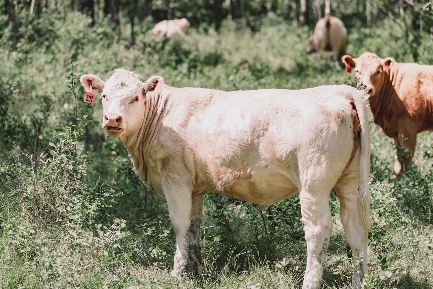 Charolais cross animal at Lazy T Ranch with its ear tag clearly visible