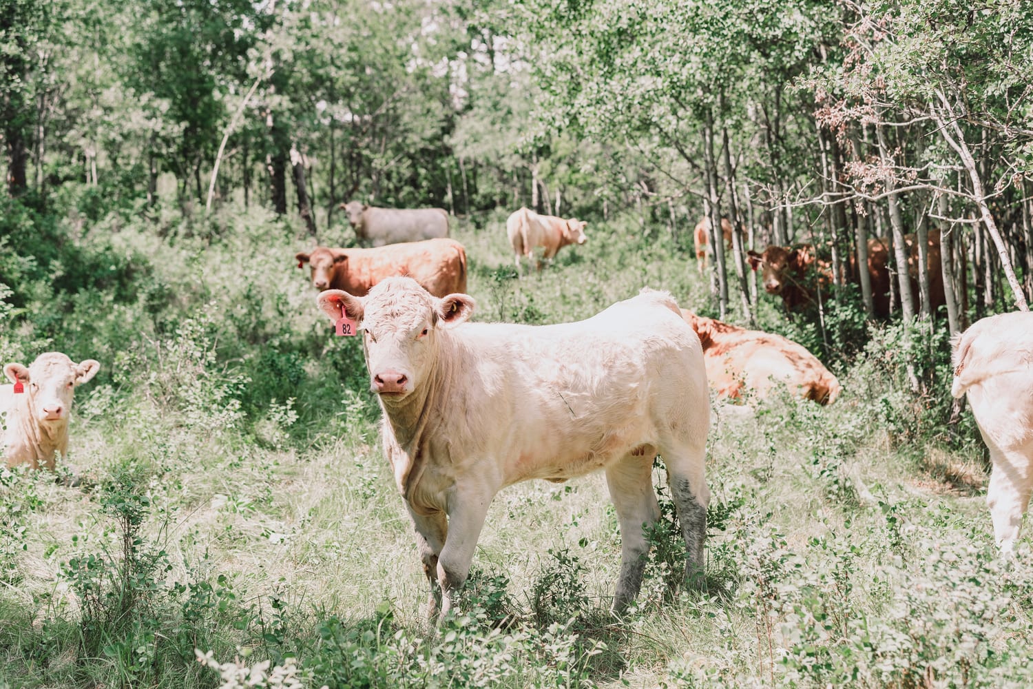 Cream and white Charolais cross cattle at Lazy T Ranch