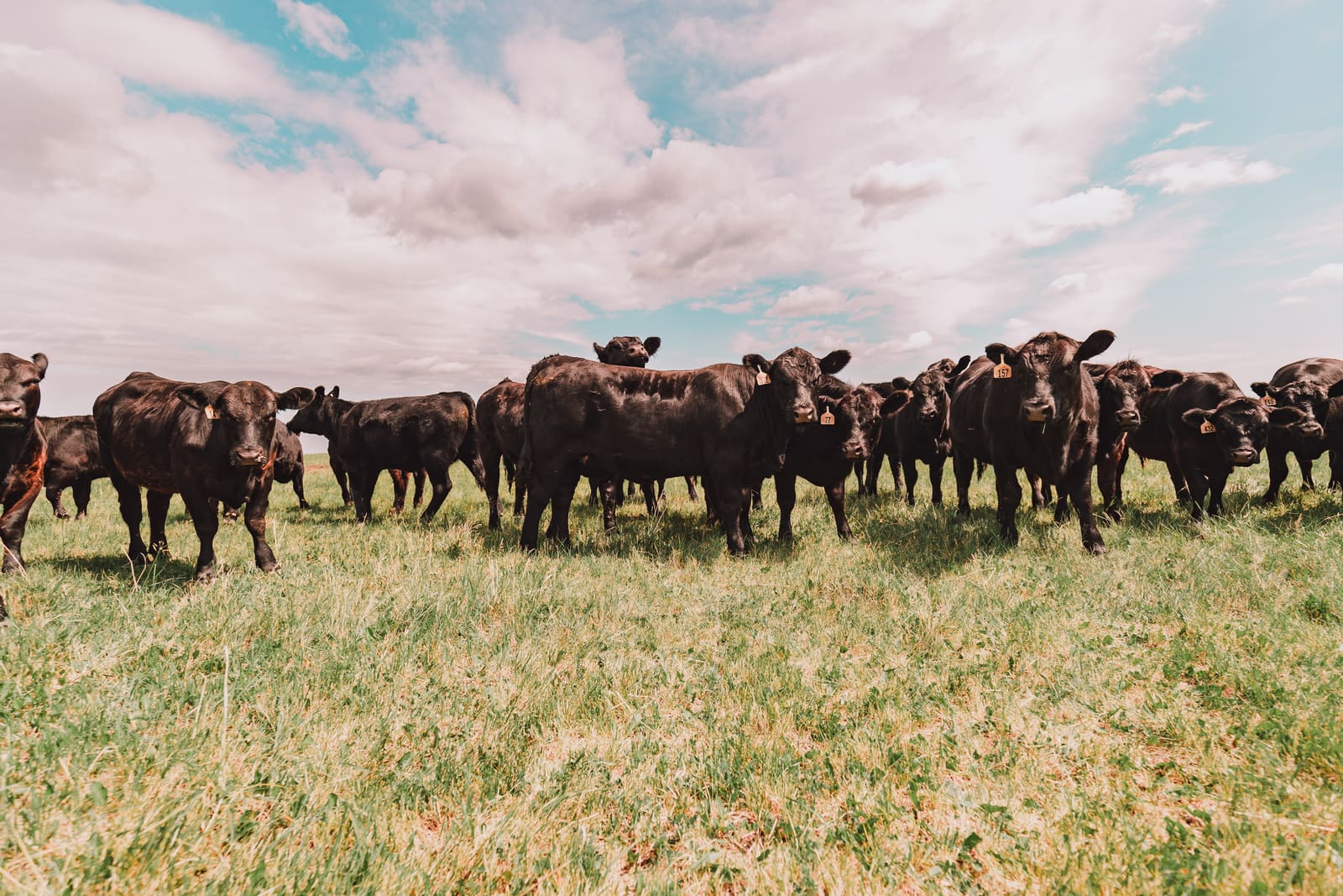 Black cattle spread across open Lazy T Ranch pasture under a prairie sky
