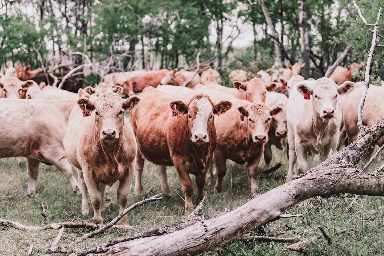 Cattle weighed on the on-site scale at Lazy T Ranch before sorting