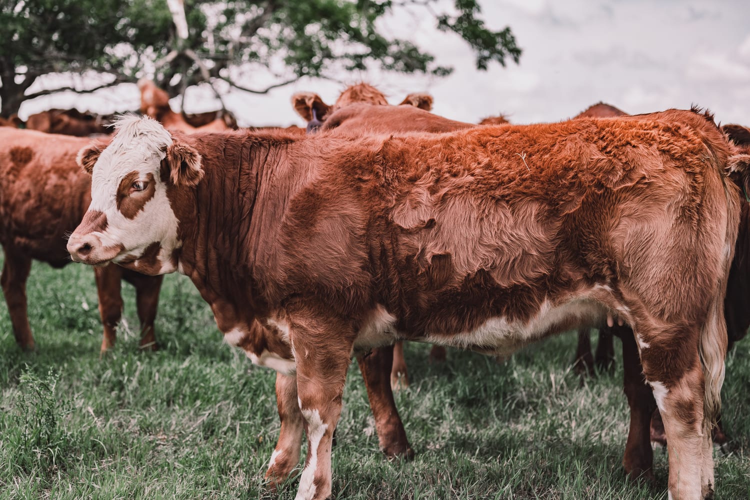 Lazy T Ranch cattle herd grazing across the open Saskatchewan prairie