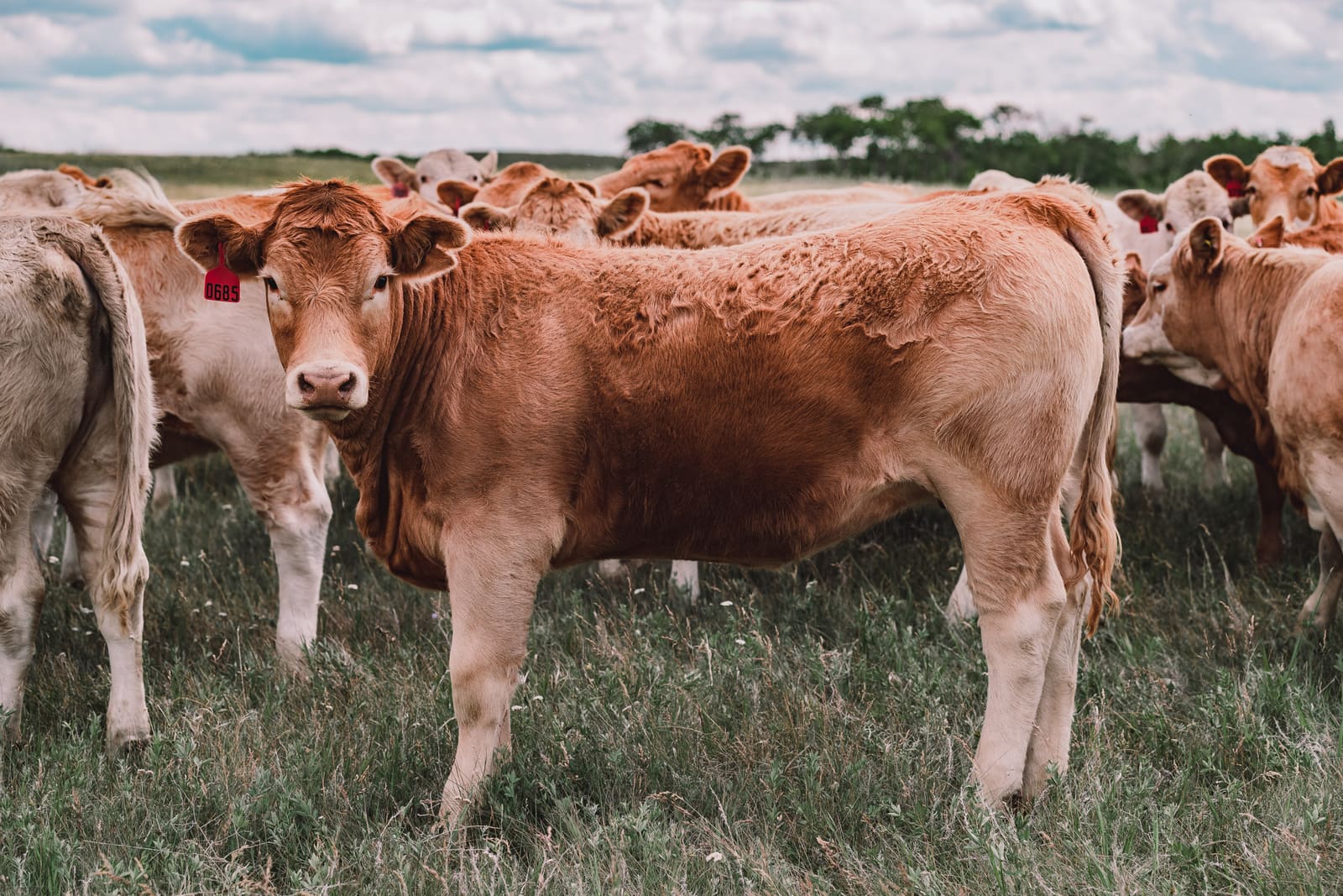A uniform group of red exotic cross cattle on pasture at Lazy T Ranch