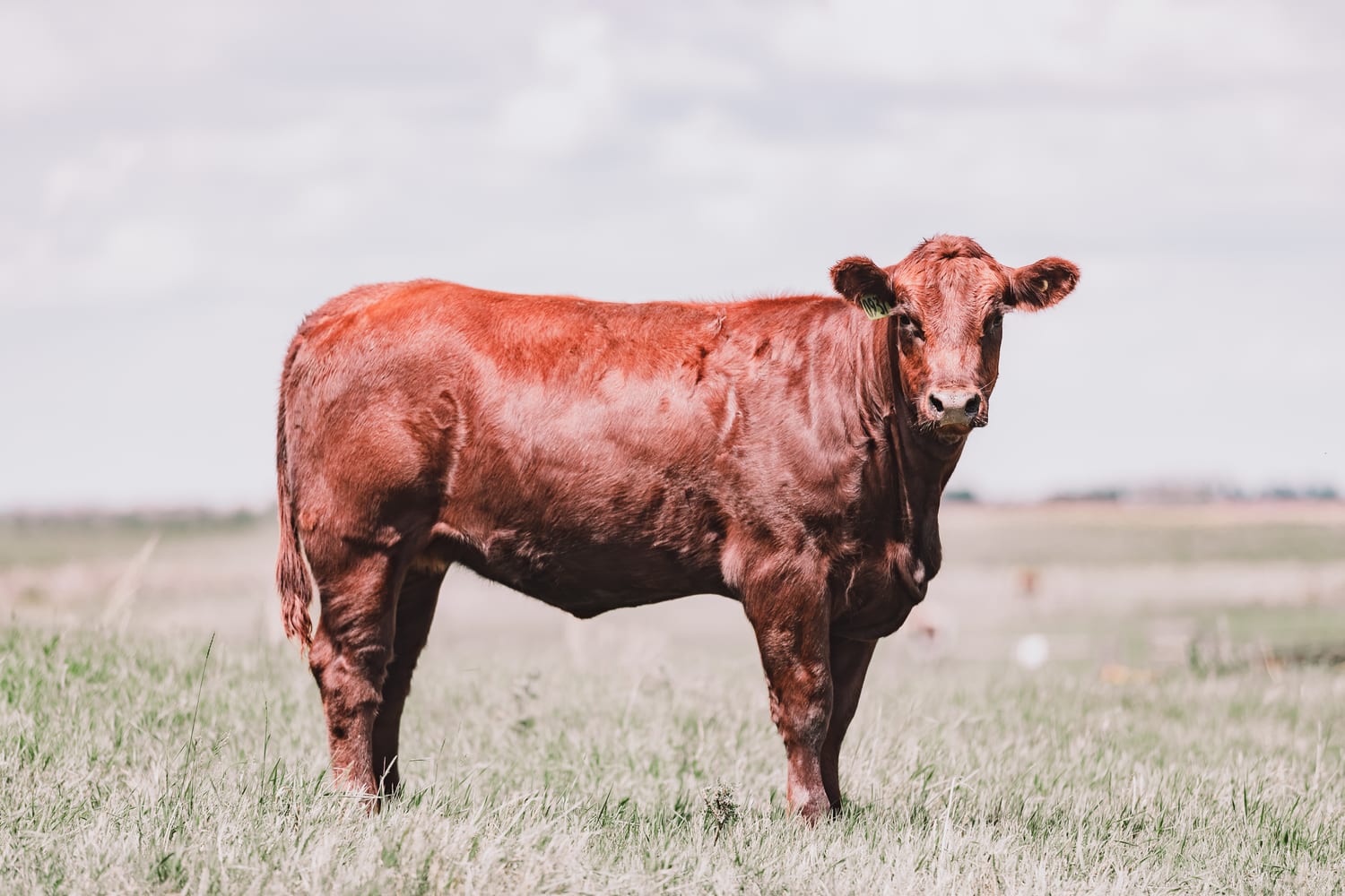 Red exotic cross steer standing broadside on Lazy T Ranch pasture