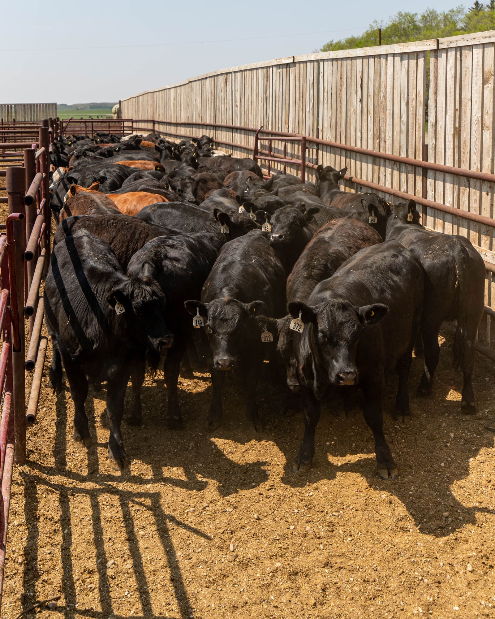 Black cattle bunched in the Lazy T Ranch handling alley, every animal wearing its ear tag