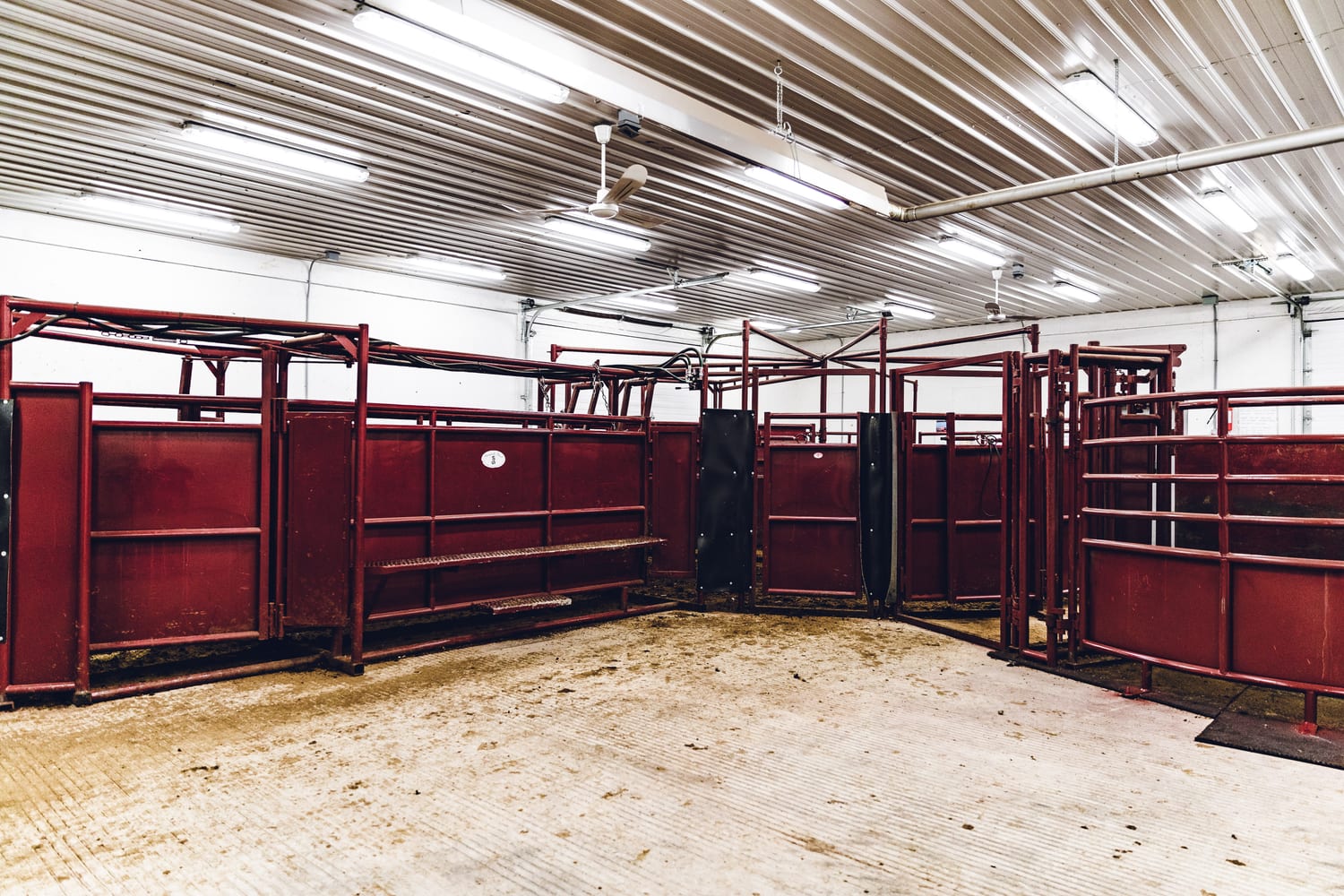 Clean indoor handling alley at Lazy T Ranch