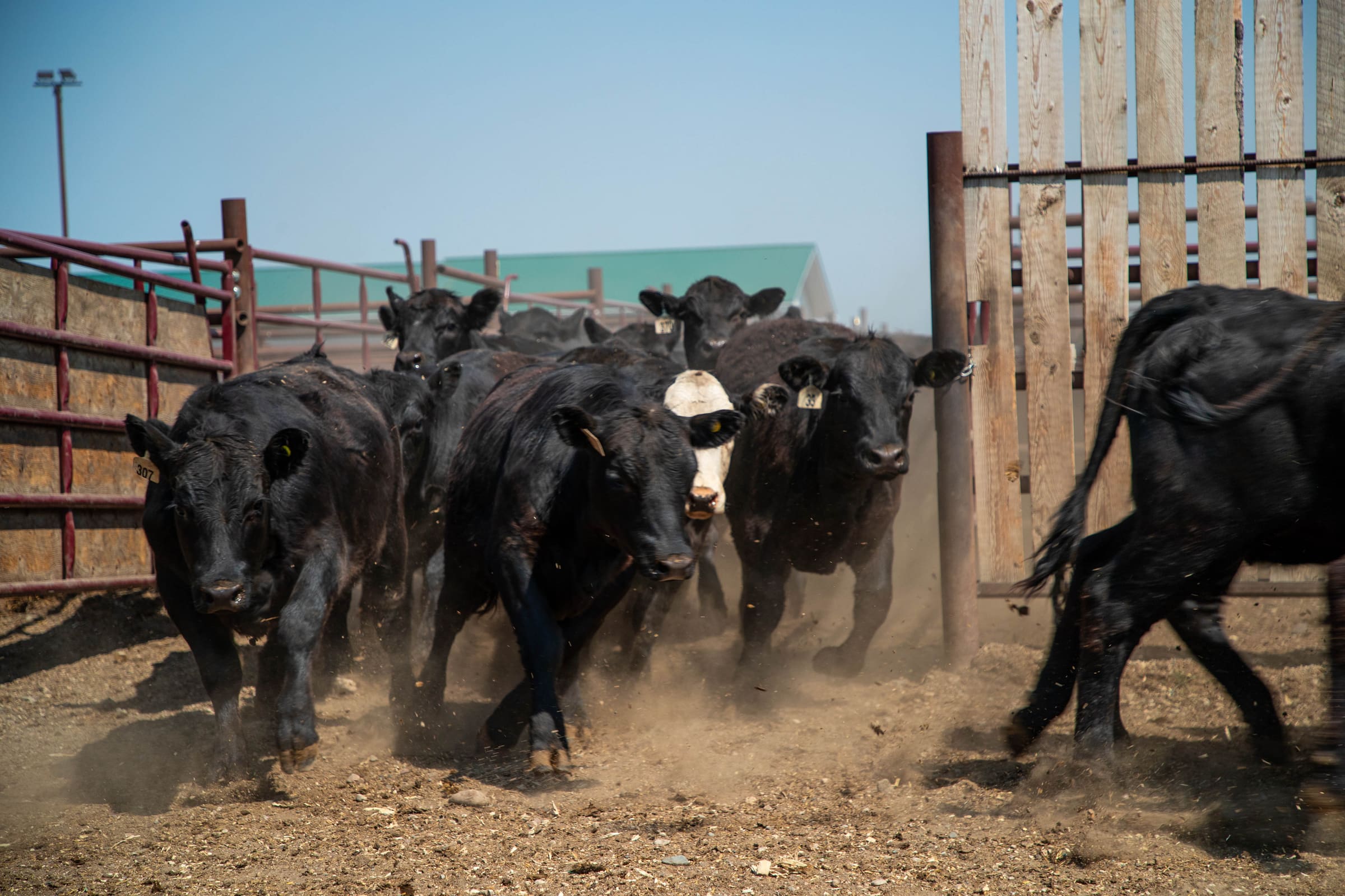 Black cattle moving through the yard gates at Lazy T Ranch on shipping day