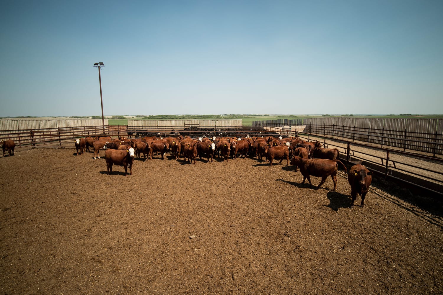 Feedlot pens and bunks at Lazy T Ranch built for handling cattle at scale