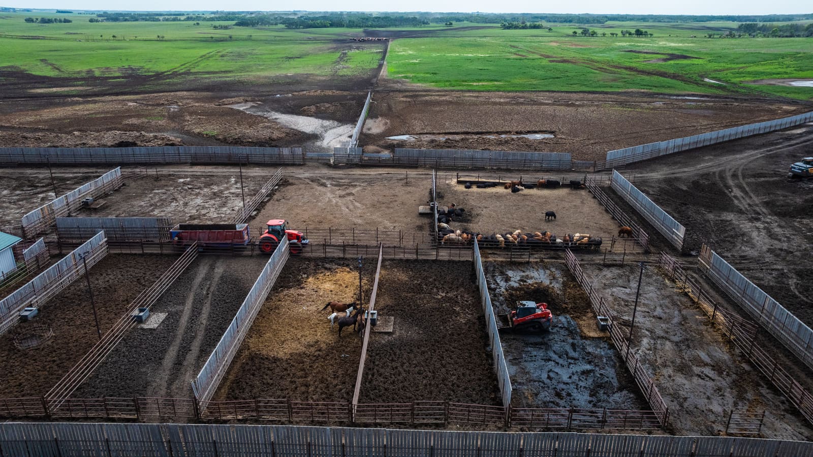 New cattle in the receiving pens at Lazy T Ranch, seen from the air