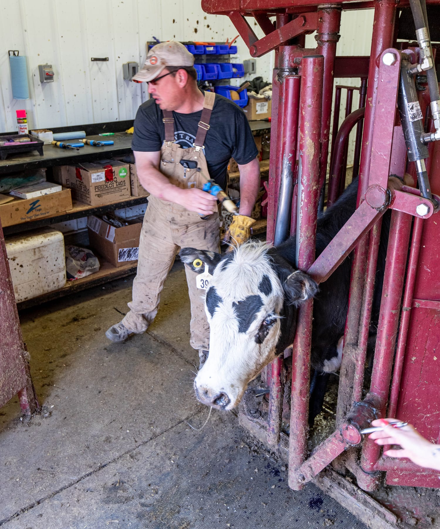 Ear tag being applied to an animal in the handling chute at Lazy T Ranch