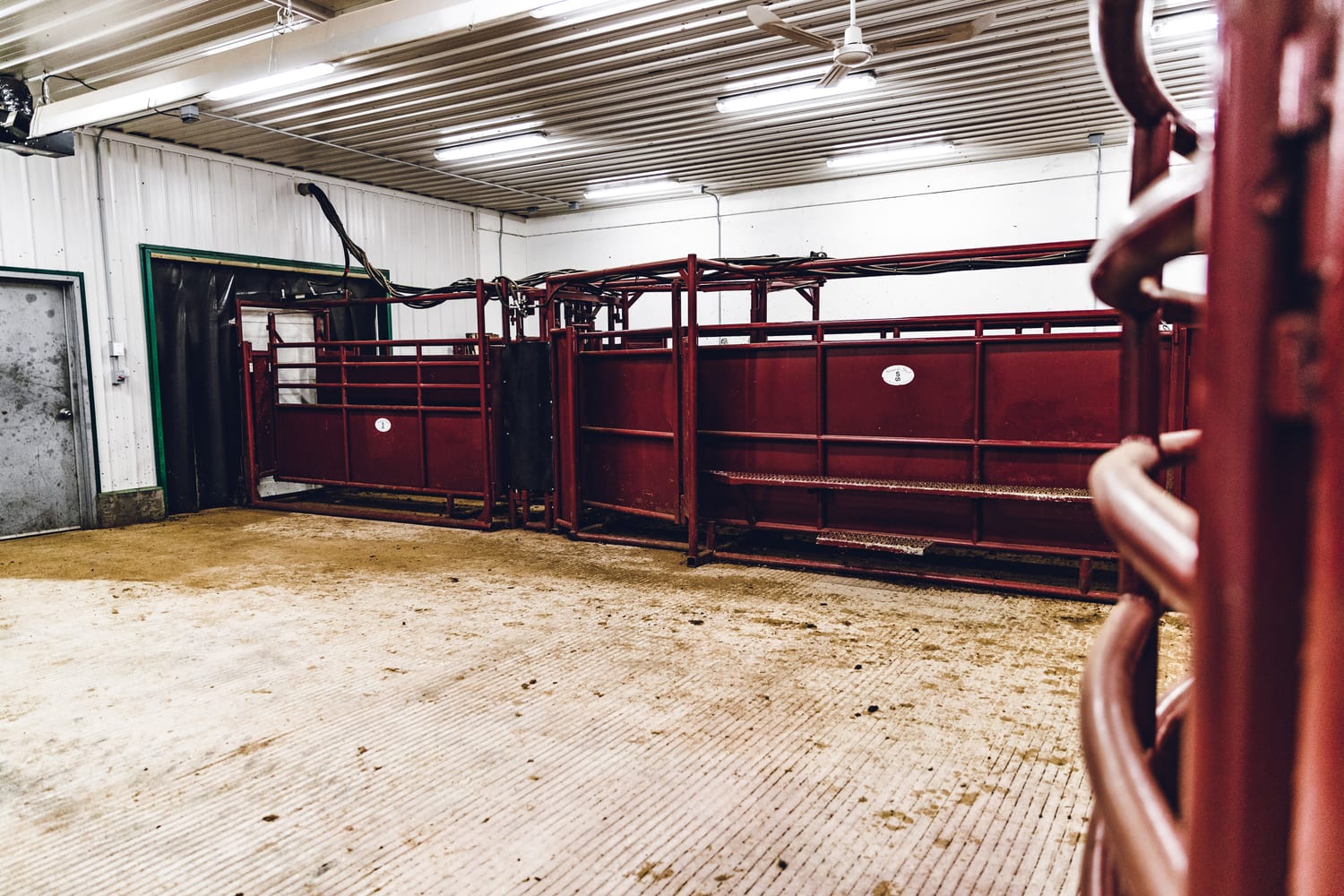 Curved cattle handling tub designed for low-stress flow