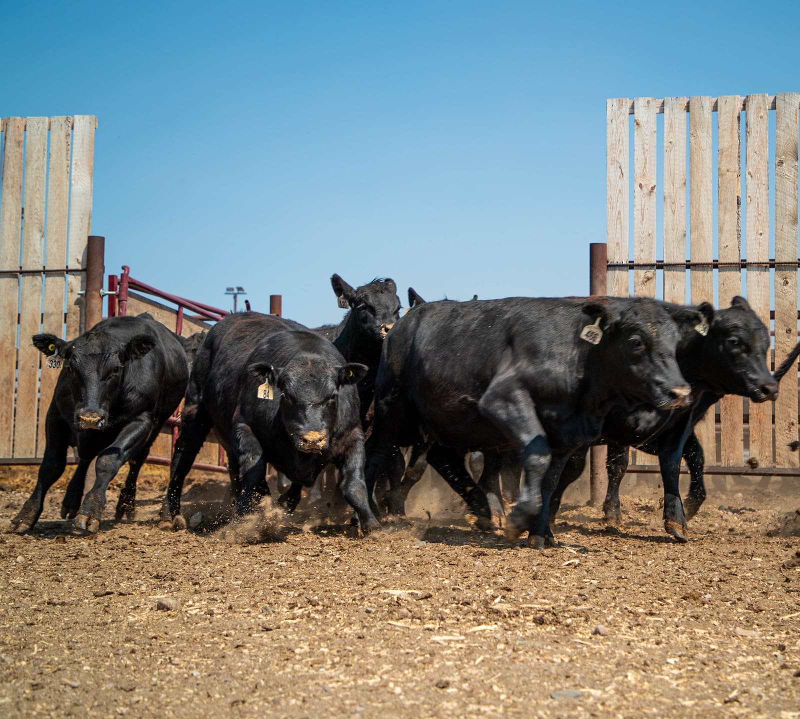 New cattle coming off the truck and through the receiving gate at Lazy T Ranch