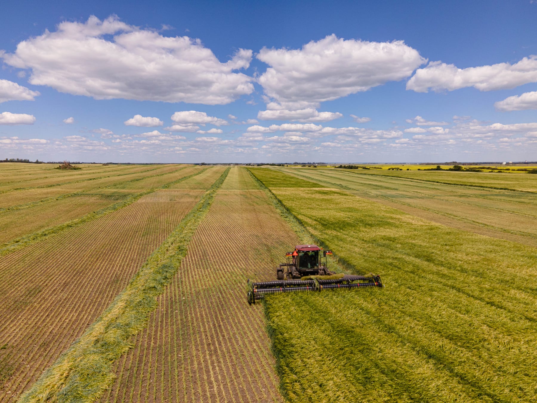 Combine cutting oats for feed at Lazy T Ranch