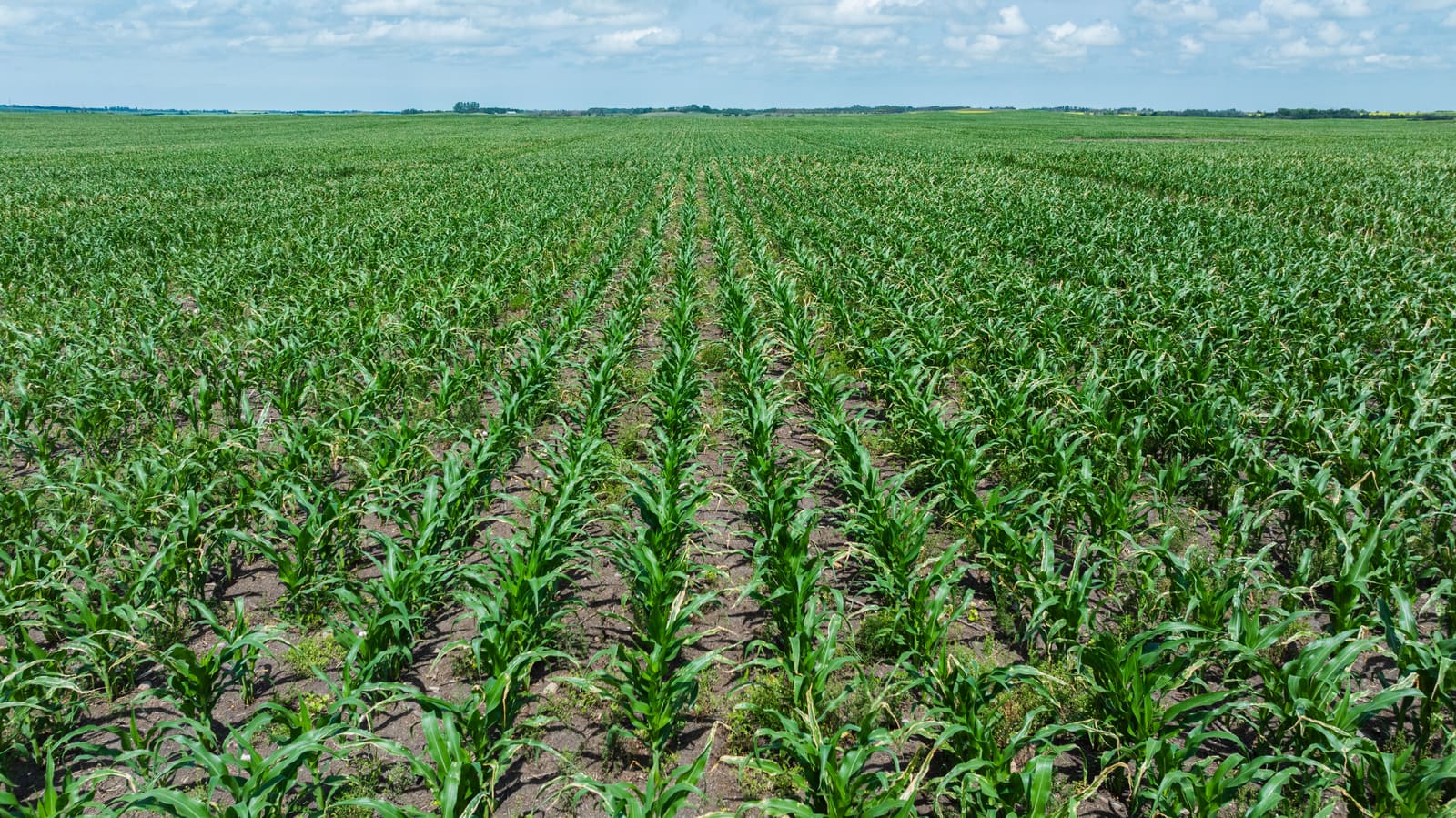 Corn crop in July at Lazy T Ranch, grown for the silage pit