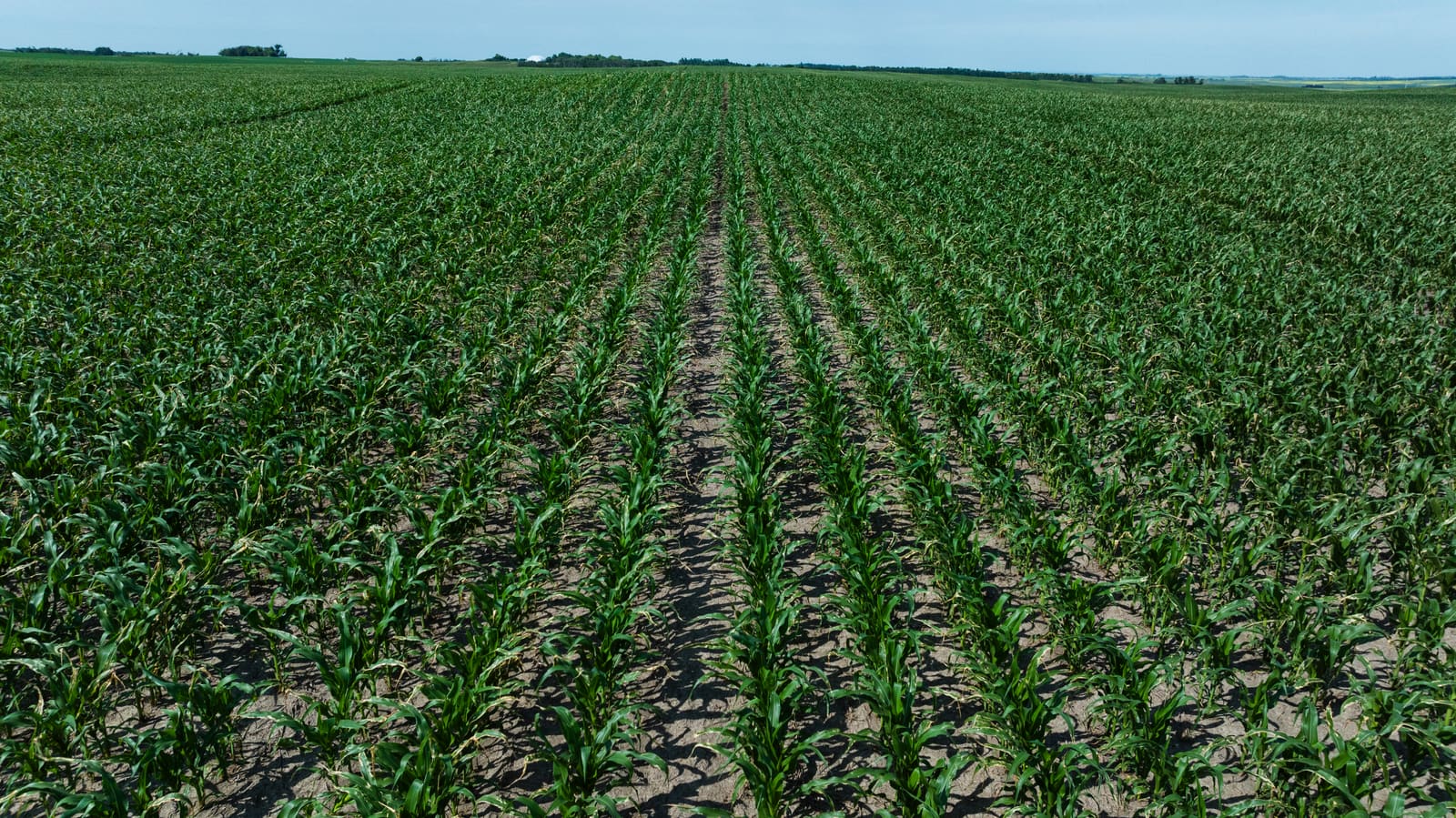 Corn rows in full July growth at Lazy T Ranch