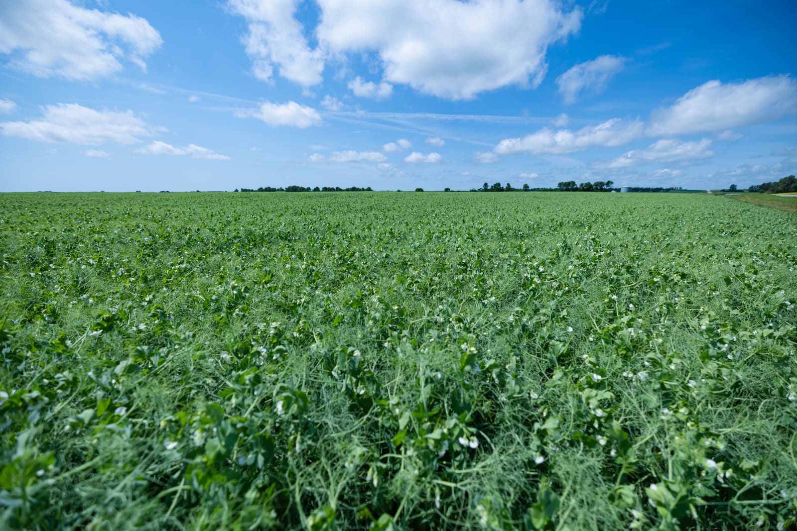 Feed crop establishing across a Lazy T Ranch field in early summer