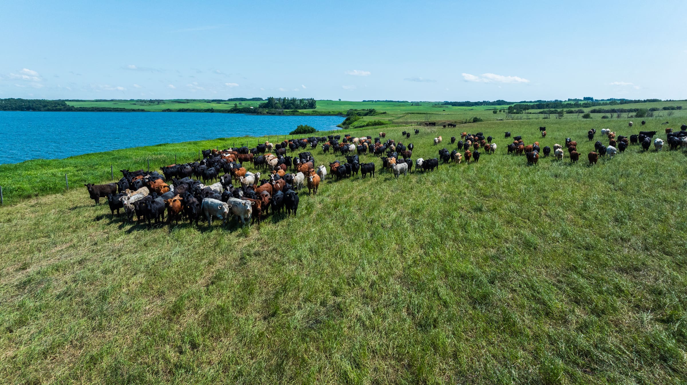 A Lazy T Ranch group on green pasture beside a prairie lake in July