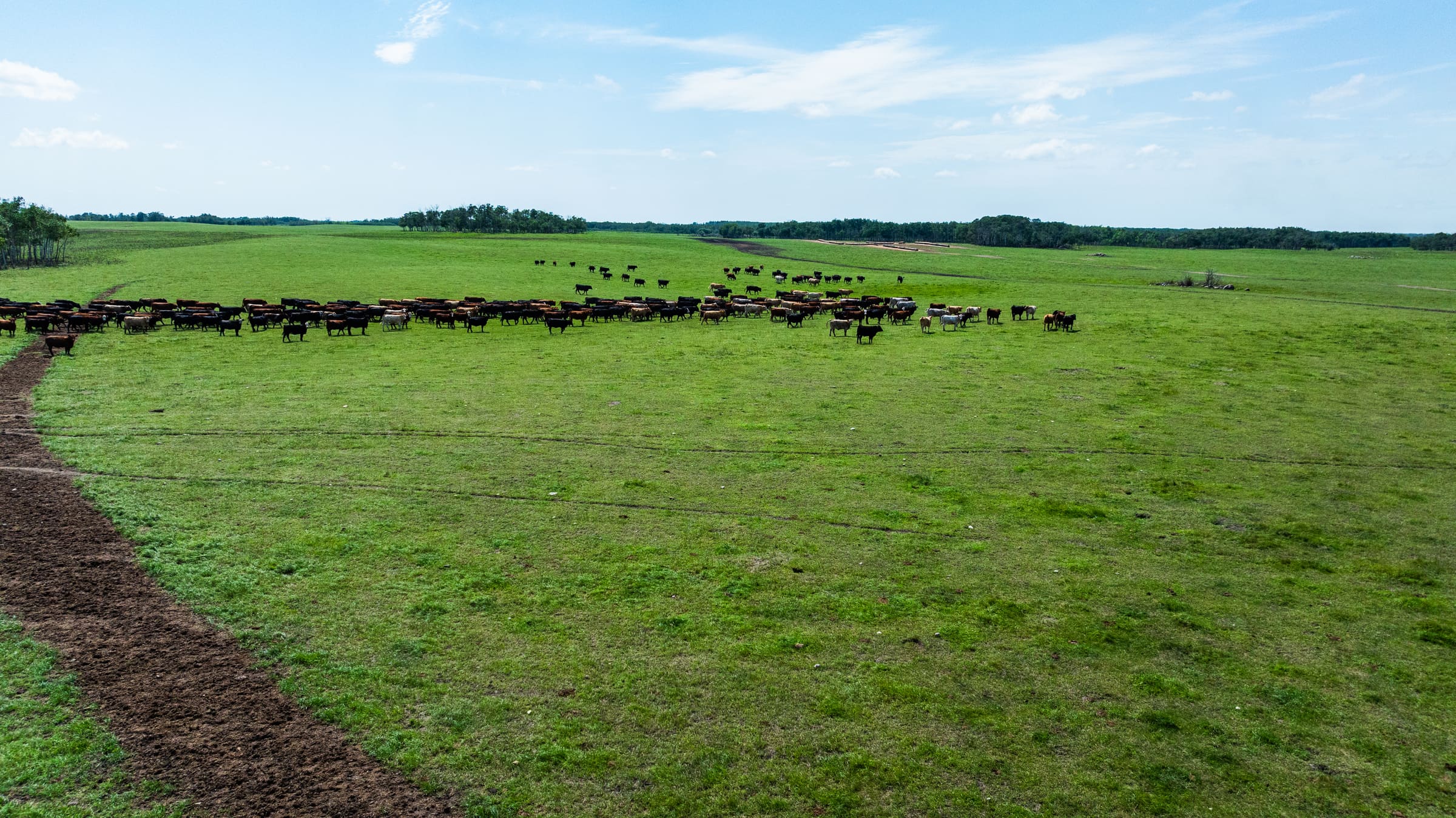 Aerial view of a sorted Lazy T Ranch group grazing across open green pasture in July