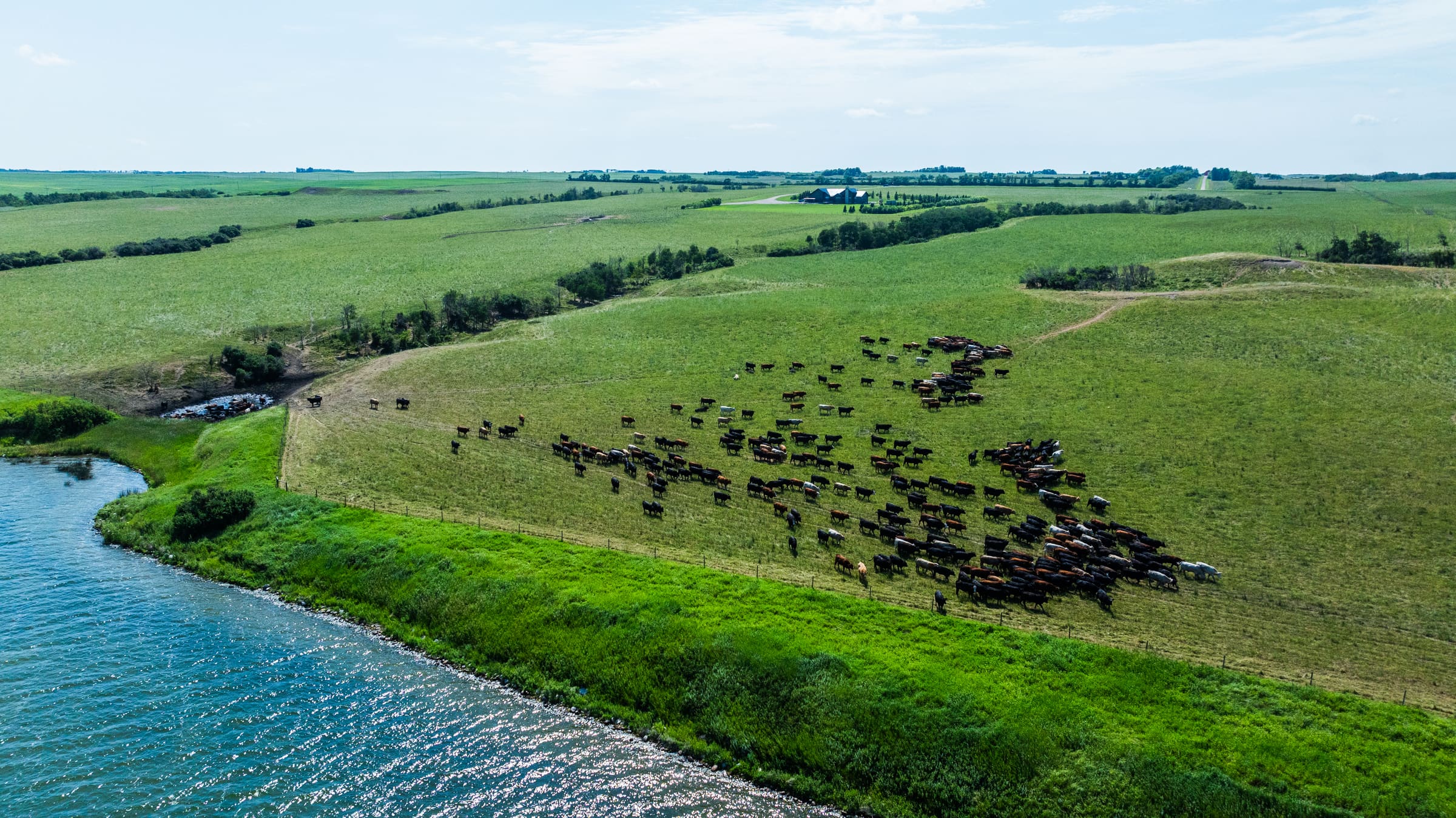 A Lazy T Ranch group grazing a hillside paddock beside a prairie lake in July