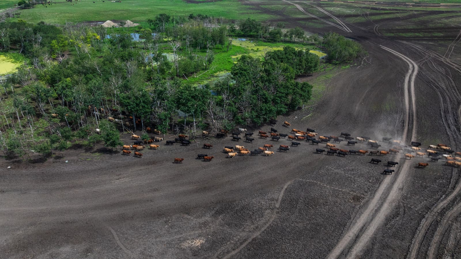 The herd trailing to a fresh quarter-section on move day at Lazy T Ranch