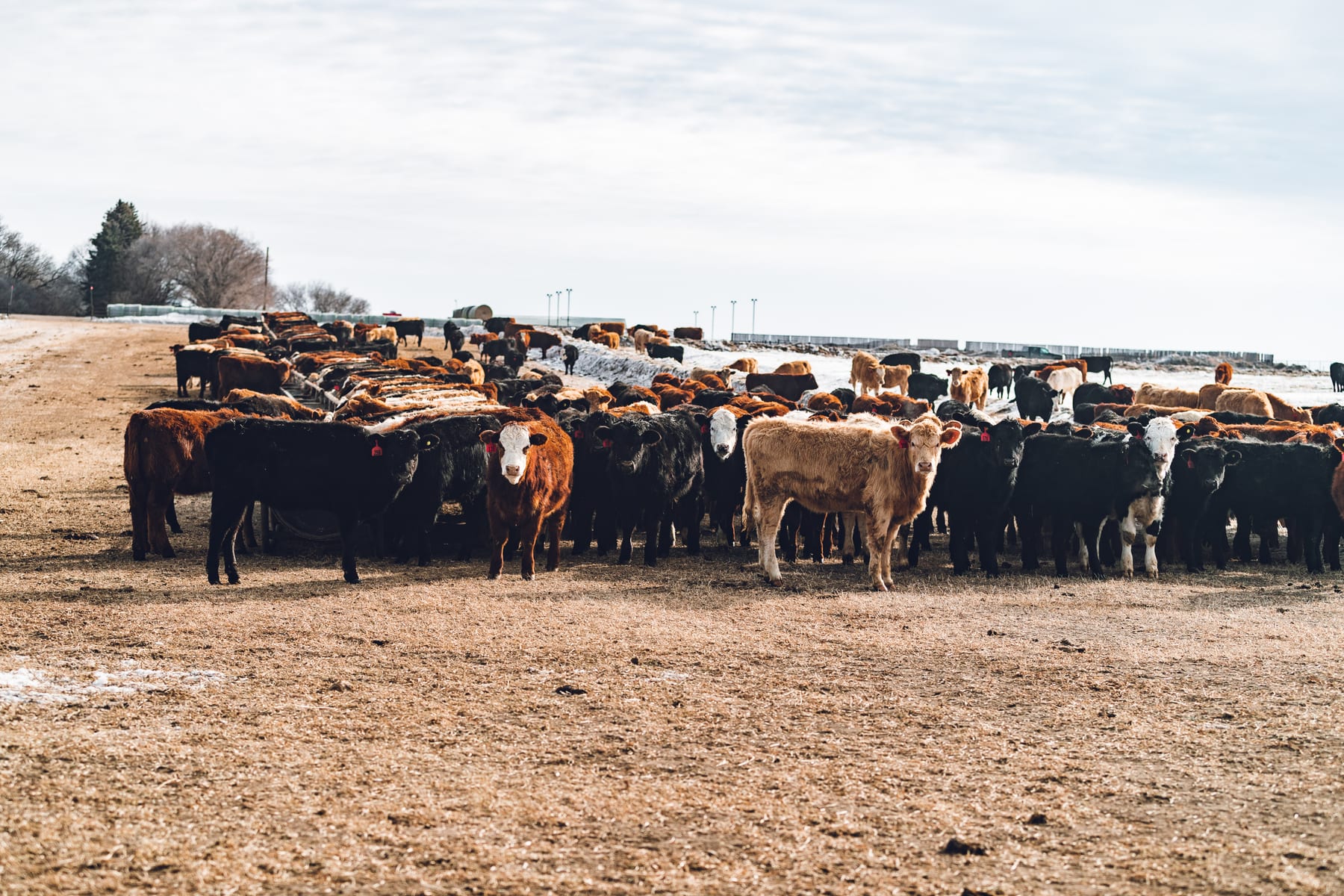 Cattle feeding from portable bunks out on pasture at Lazy T Ranch