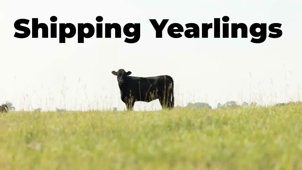Shipping 500 Yearlings video thumbnail