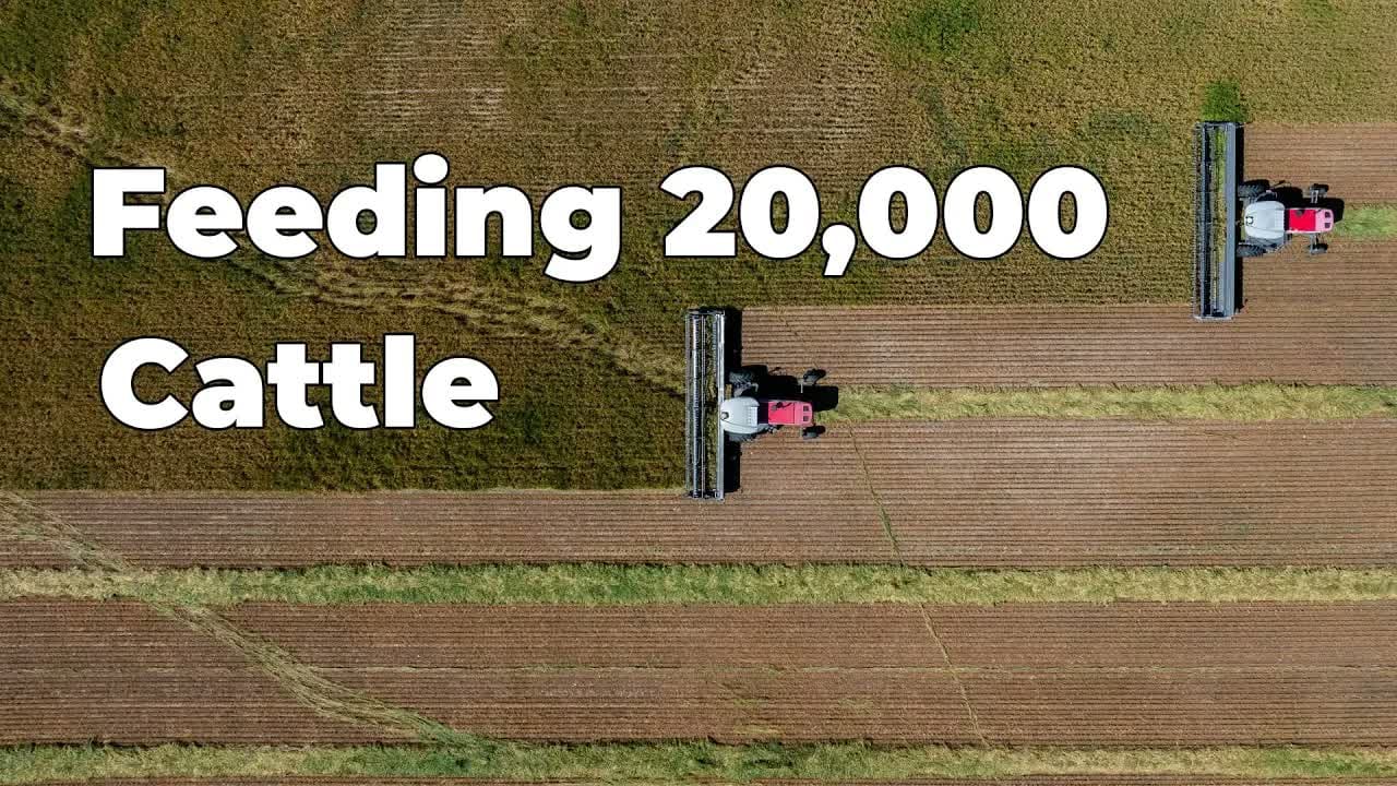 Oat Silage for the Herd video thumbnail