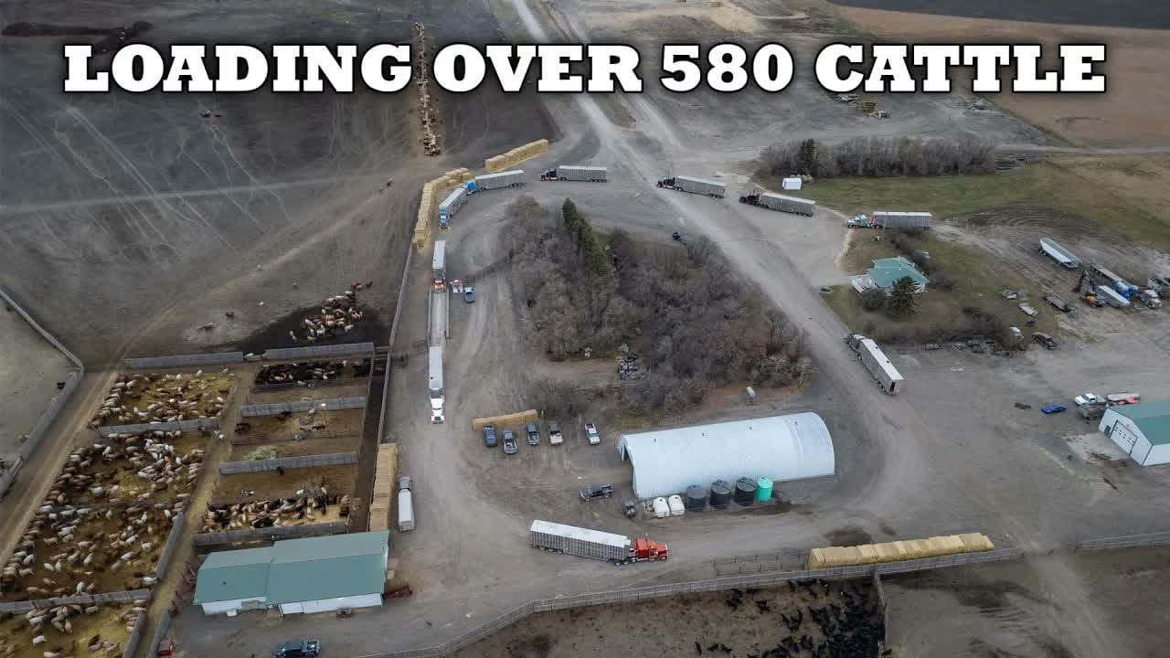 Loading Over 580 Cattle in 2 Hours video thumbnail