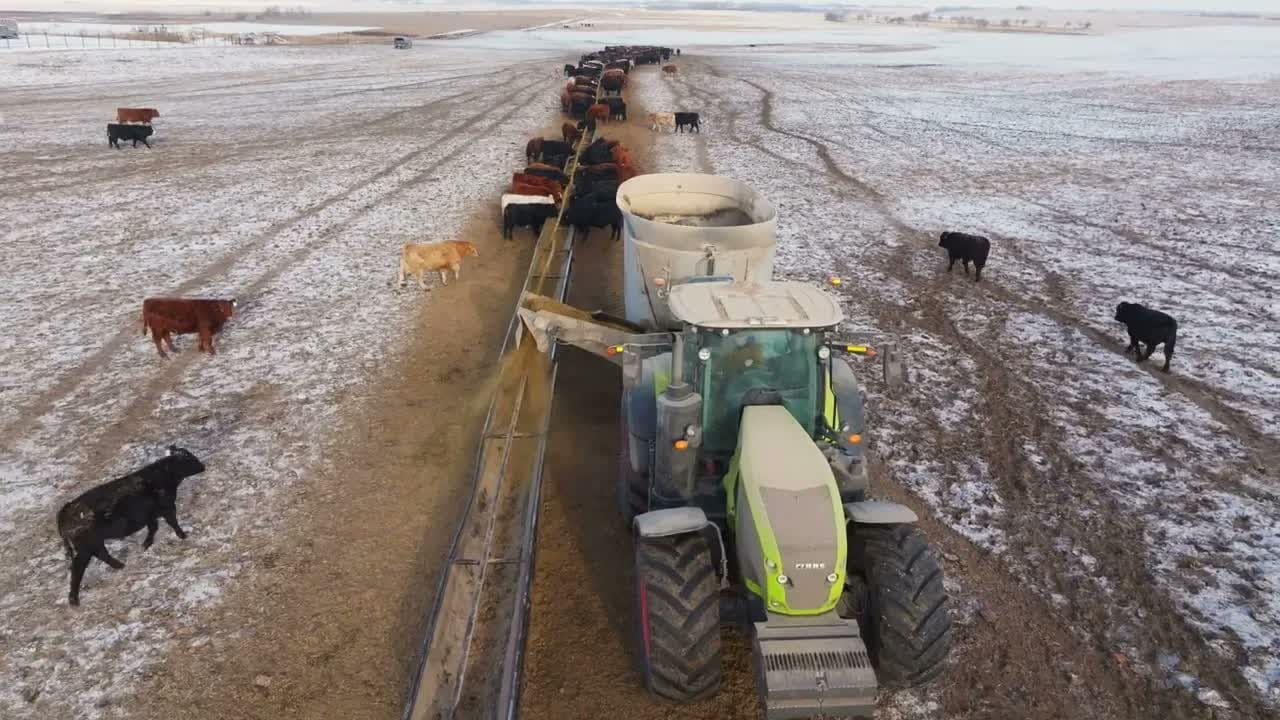 Feeding Cattle in the Winter video thumbnail