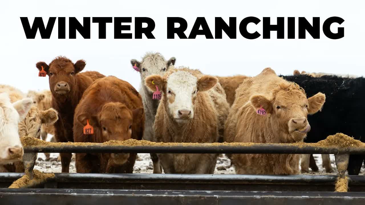 Cattle Ranching in the Cold Canadian Winter video thumbnail