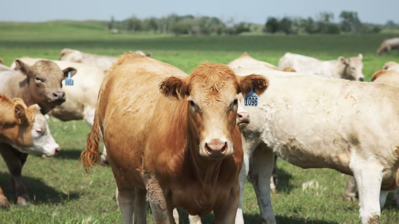 Cattle Grazing at Lazy T Ranch video thumbnail